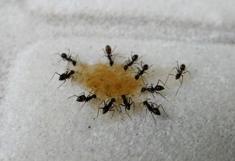 Image for PEST-PROOFING 101